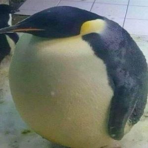 Meet your Posher, Bob